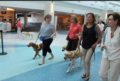 Canine Companions 7